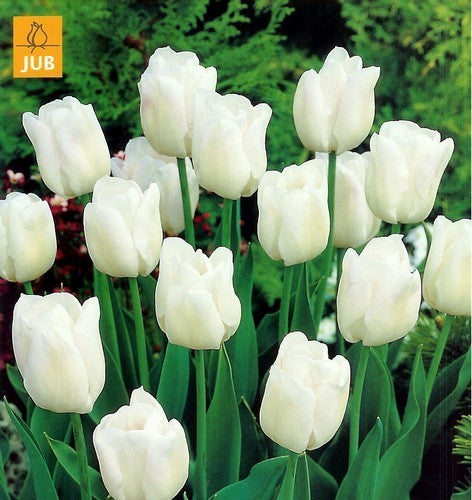 Tulipa 'Royal Virgin'