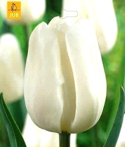 Tulipa 'Royal Virgin'