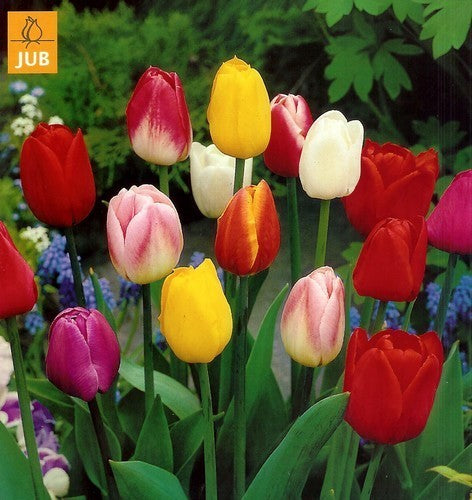 Tulipa 'Mix'