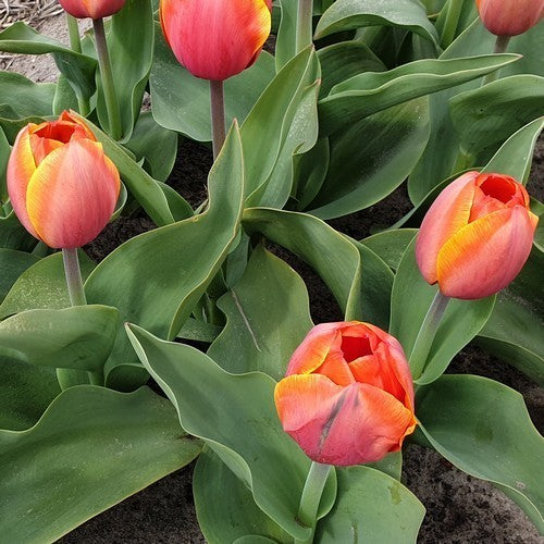Tulipa 'Ad Rem'