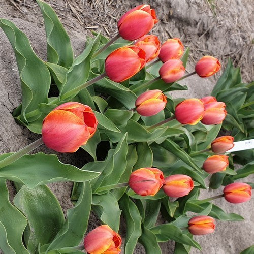 Tulipa 'Ad Rem'