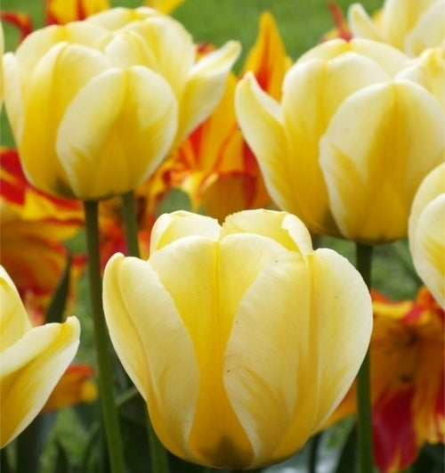 Tulipa 'Design Impression'