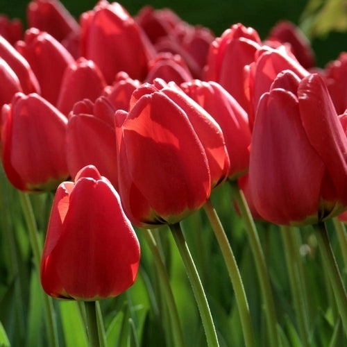 Tulipa 'Parade'