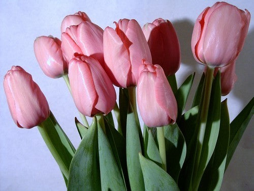 Tulipa 'Pink Impression'
