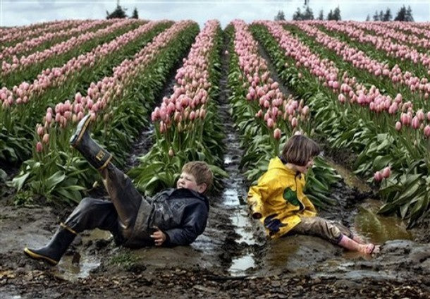 Tulipa 'Pink Impression'