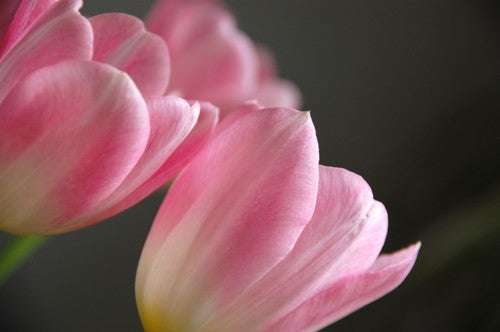 Tulipa 'Pink Impression'