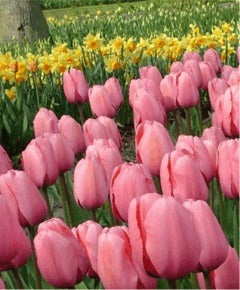Tulipa 'Pink Impression'