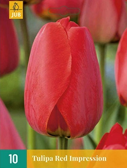 Tulipa 'Red Impression'
