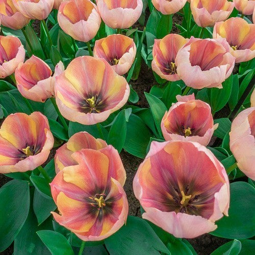 Tulipa 'Salmon van Eijk'