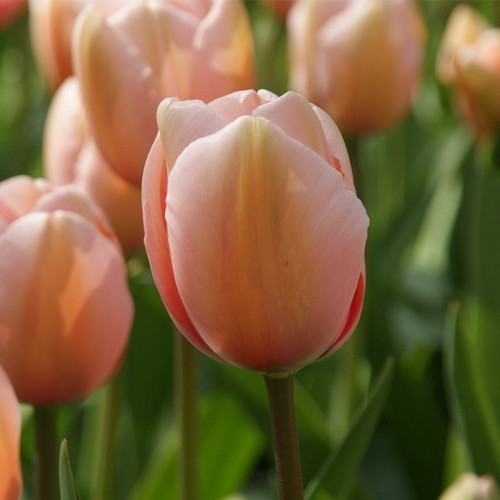 Tulipa 'Salmon Impression'