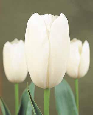 Tulipa 'Clearwater'