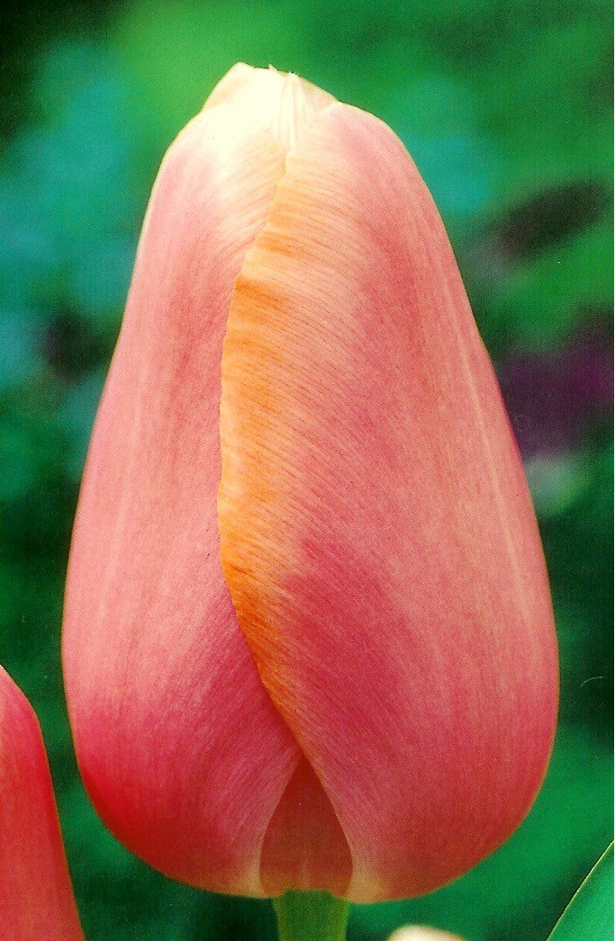 Tulipa 'Menton'