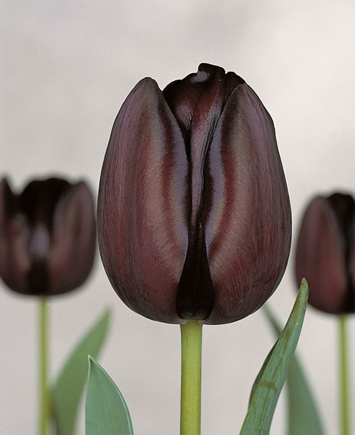 Tulipa 'Queen of Night'
