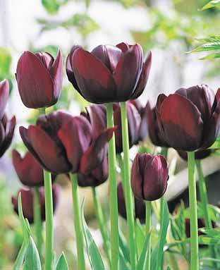 Tulipa 'Queen of Night'