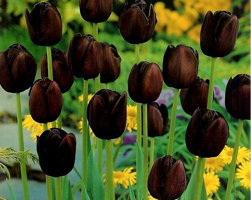 Tulipa 'Queen of Night'
