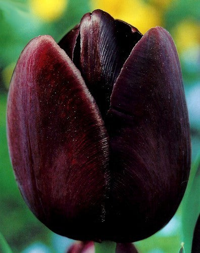 Tulipa 'Queen of Night'