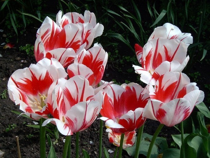 Tulipa 'Sorbet'
