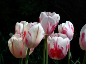 Tulipa 'Sorbet'