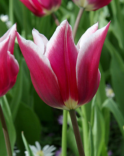 Tulipa 'Claudia'