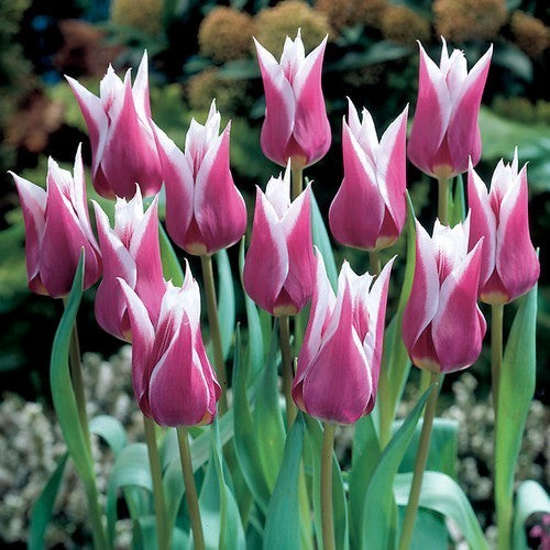 Tulipa 'Claudia'
