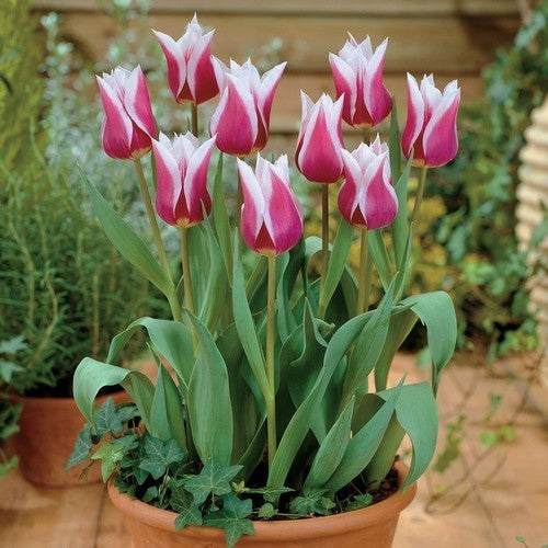 Tulipa 'Claudia'