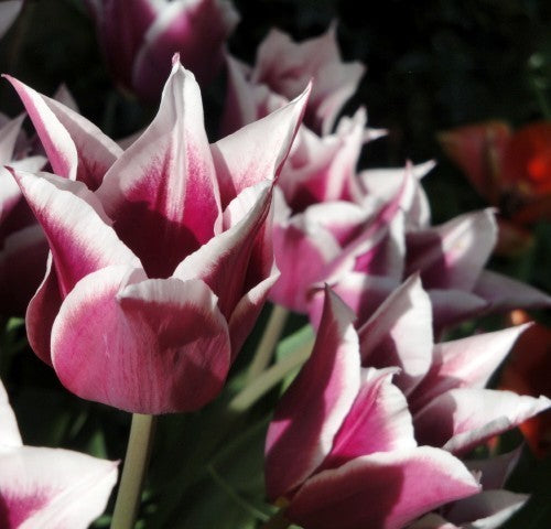 Tulipa 'Claudia'