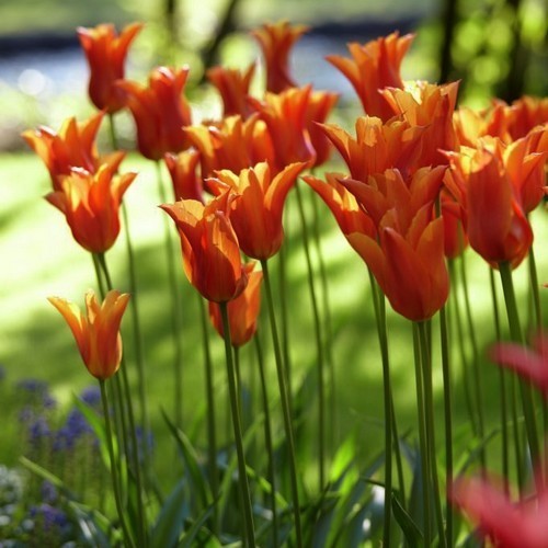 Tulipa 'Ballerina'