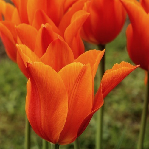 Tulipa 'Ballerina'