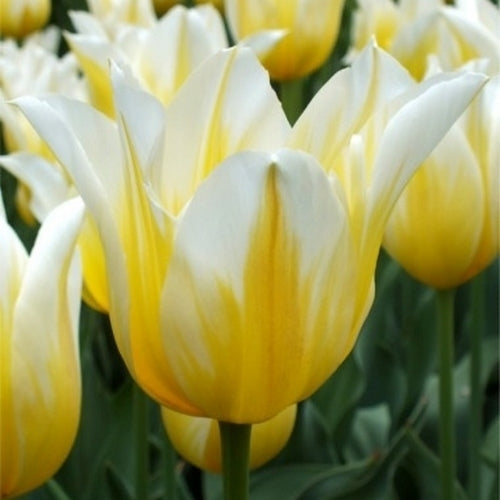 Tulipa 'Budlight'