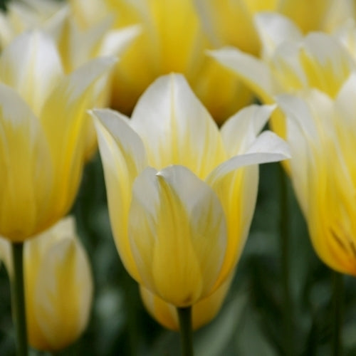 Tulipa 'Budlight'