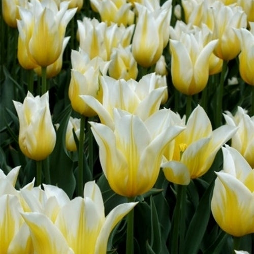 Tulipa 'Budlight'