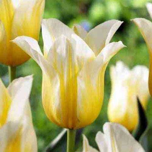 Tulipa 'Budlight'