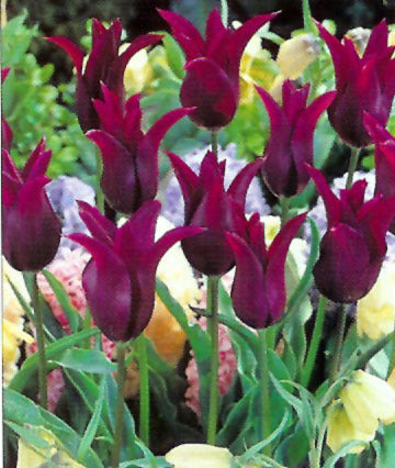 Tulipa 'Purple Dream'