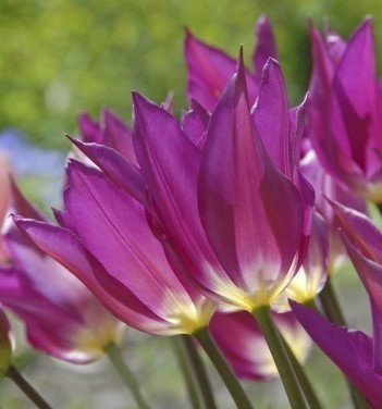 Tulipa 'Purple Dream'