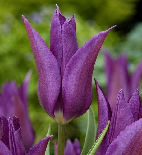 Tulipa 'Purple Dream'