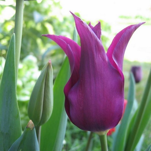 Tulipa 'Purple Dream'