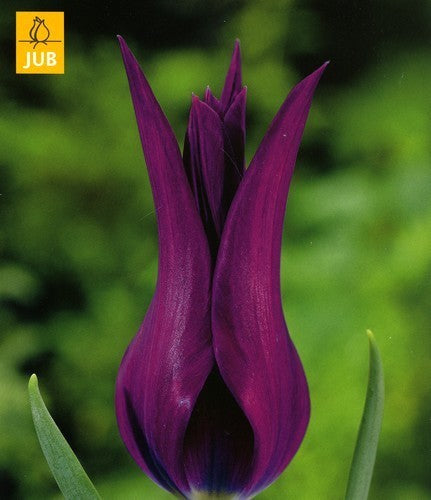 Tulipa 'Purple Dream'