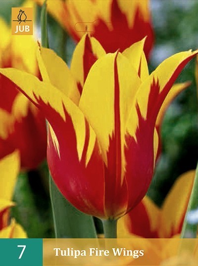 Tulipa 'Fire Wings'