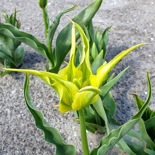 Tulipa 'Green Dance' / 'Green Mile'