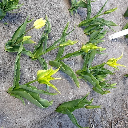 Tulipa 'Green Dance' / 'Green Mile'