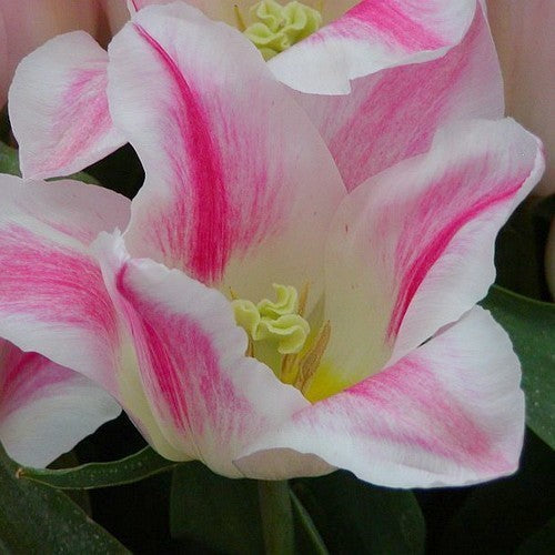 Tulipa 'Holland Chic'