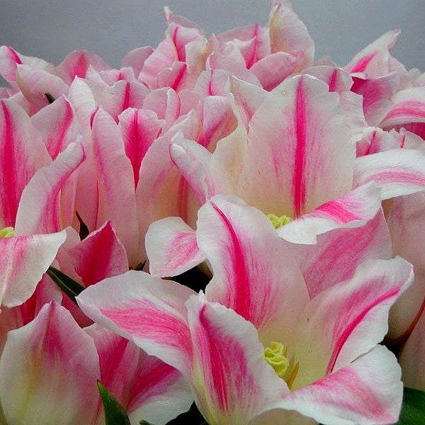 Tulipa 'Holland Chic'