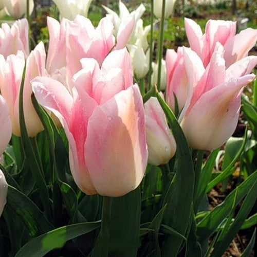 Tulipa 'Holland Chic'