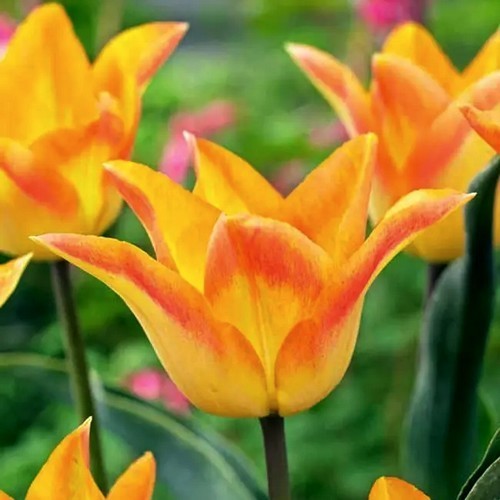 Tulipa 'Moonblush'