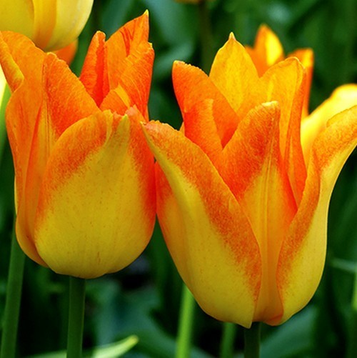 Tulipa 'Moonblush'