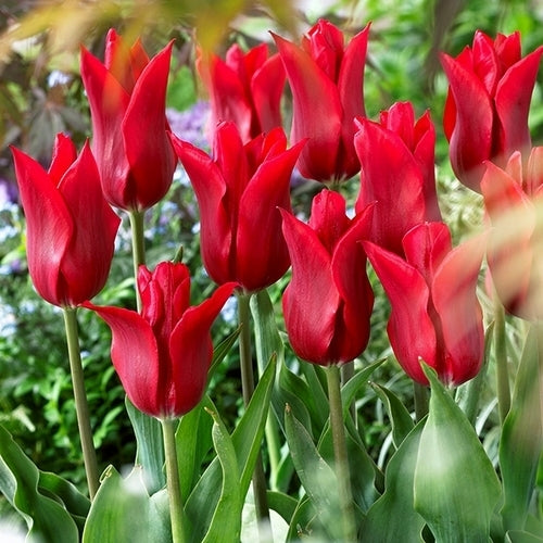 Tulipa 'Pieter de Leur'