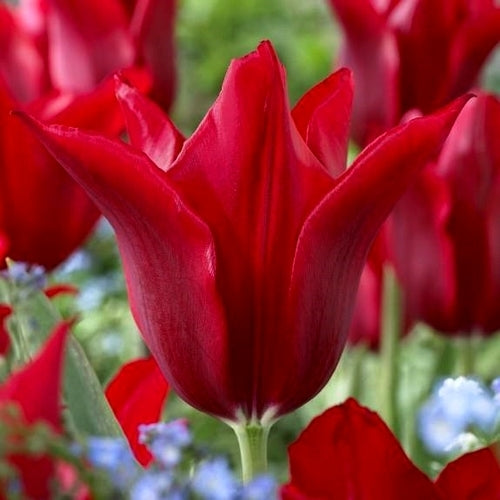Tulipa 'Pieter de Leur'