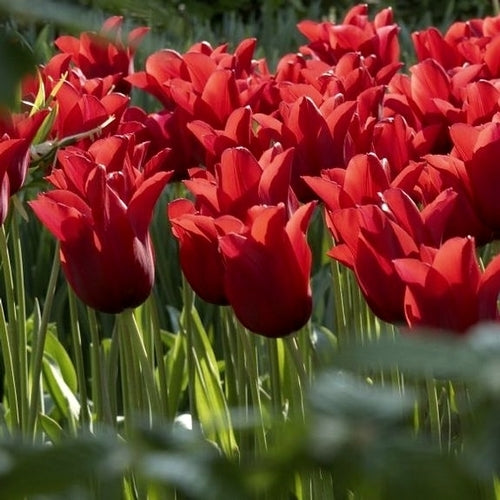 Tulipa 'Pieter de Leur'