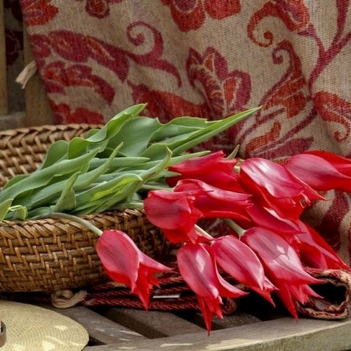 Tulipa 'Pieter de Leur'