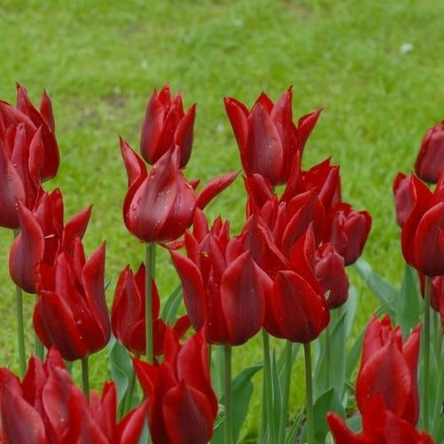 Tulipa 'Pieter de Leur'
